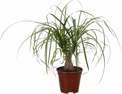 Растение комнатное Бокарнея 3-5 рр 14/40