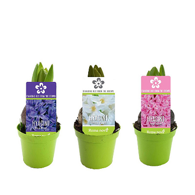 Растение Гиацинт 06 х08 микс Roma Nova