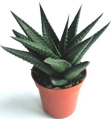 Рослина кімнатна Хавортія 5x15 limifolia