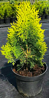 Растение Туя восточная Ауреа Нана (V21-F23 h60+WRB)