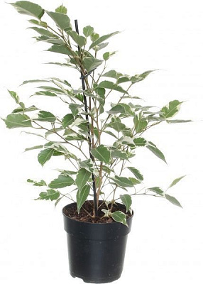 Растение Фикус benj. мікс 14/55