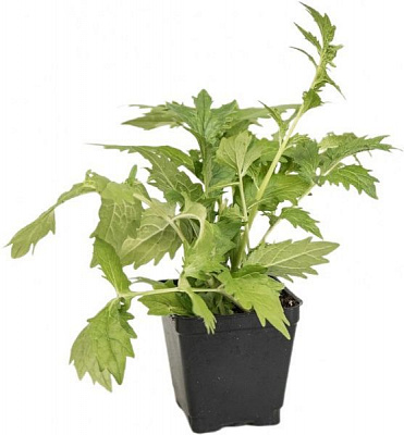 Рослина Валеріана лікарська