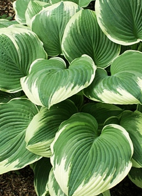 Корневище хоста Роберс Фрост 1 шт. 