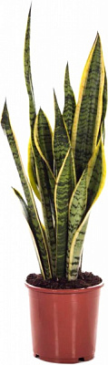 Рослина Сансеверія d13