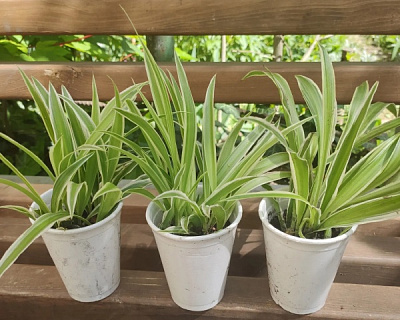 Растение Хлорофитум Океан 12/20