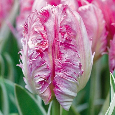 Луковица Яскрава Тюльпан попугайный Elsenburg 2 шт. 