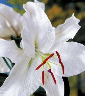 Луковица Яскрава Лилия ориентальная Casa Blanca 1 шт. 