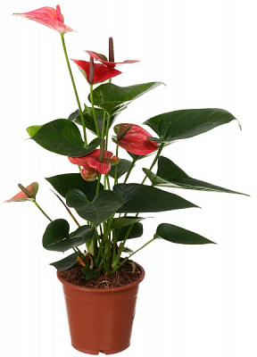 Растение декоративное Антуриум микс 12/35