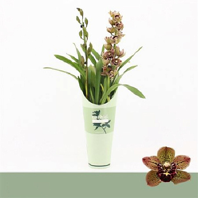 Растение Цимбидиум (орхидея) 12х60 2 ствола тигровый Magic Bird