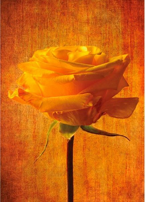 Картина Жовта роза 56x80 см Posterclub