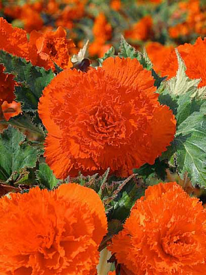 Клубень TUBERBULB Export B.V. бегонии фимбриаты оранжевой 1 шт. 