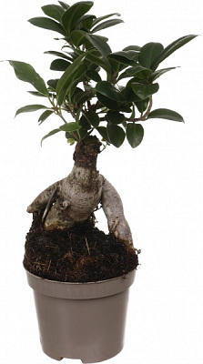 Рослина Фікус- бонсай мікрокарпа Жинсінг 9/20