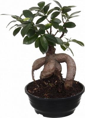 Растение Фикус-бонсай микрокарпа Жинсинг 17/45