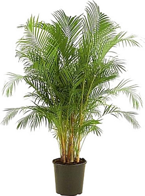 Растение Пальма Арека 24/150