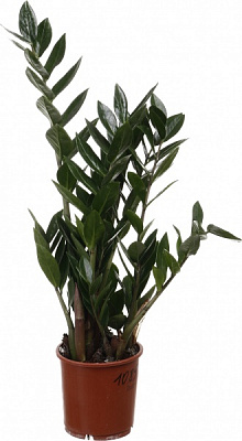 Растение комнатное Замиокулькас 14/45