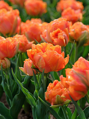 Луковица тюльпана махрового раннего Орка 3 шт. TUBERBULB Export B.V.