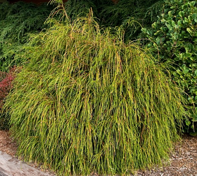 Растение Туя складчатая / Thuja plicata Wipcort, C20 2 Pa 80-100