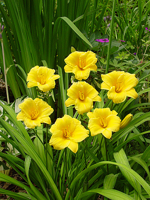 Корневище Heemskerk Vasteplanten B.V. лилейника Стелла Деоро 1 шт.