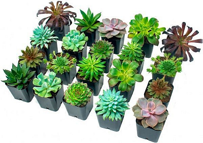 Рослина Сукуленти мікс в морській кераміці 7х13 см