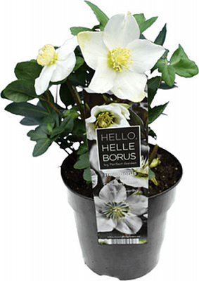 Растение комнатное Хелеборус кристмас кэрол (S) 12x20