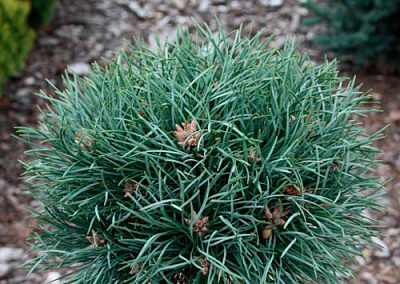 Растение Сосна обычная / Pinus sylvestris Frensham, С12