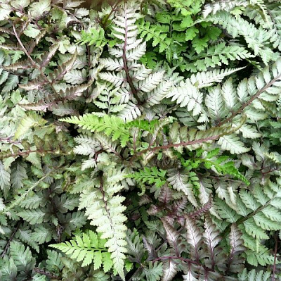 Рослина декоративна Лотос К Безщитник японський (Athyrium niponicum 