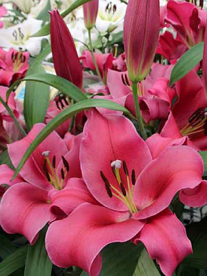 Луковица лилии ОТ Дали 1 шт. 