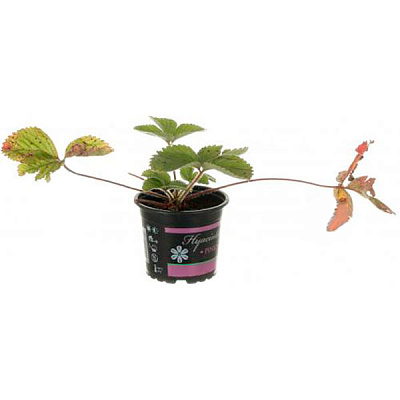 Саженец Клубника d12