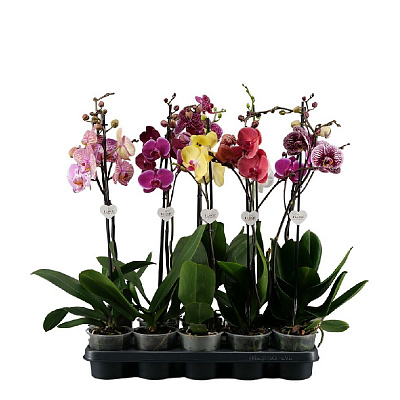 Растение Фаленопсис (орхидея) 12х60 1 ствол микс (Wooning Orchids)