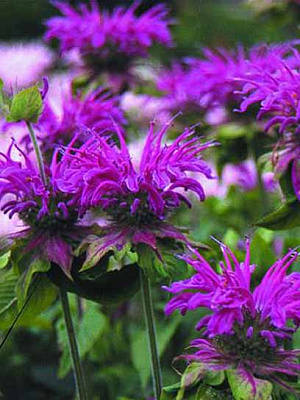 Корневище монарды Прейринахт 1 шт. 