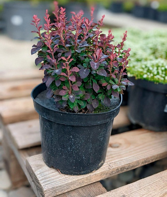 Рослина Барбарис Тунберга Concorde (V18-19-F21 d50-60 C7.5-15)