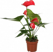Растение Антуриум красный 12х40 см