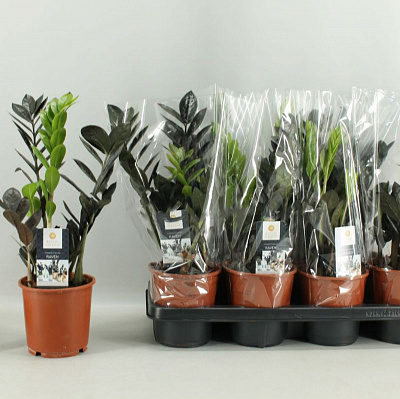 Рослина Заміокулькас 14х40 чорний Raven