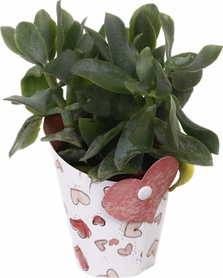 Растение комнатное Суккулент микс 10х12 см