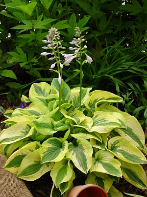 Корневище хосты Мама Миэ 1 шт. 