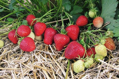 Саженец Земляника фриго сорт Эльсанта класс А