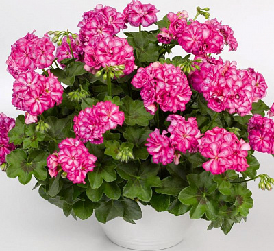 Растение Пеларгония пельтатум Иви(ампельно) д.19-20(амп)