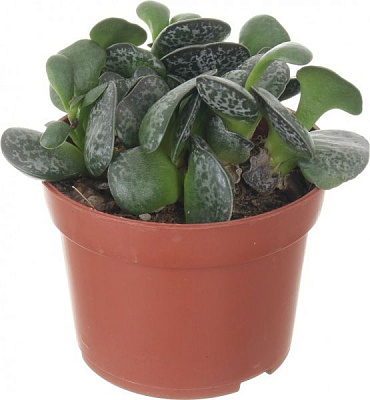 Рослина Андроміскус 11х15 см