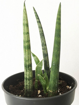 Растение Сансивьерия Цилиндрика Стрейт 9/25
