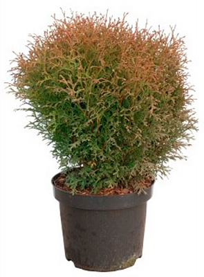 Растение Туя западная Tiny Tim (V21-S23 40+ C7.5)