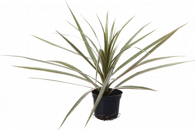 Растение комнатное Драцена биколор 9/30