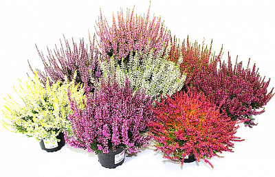 Растение комнатное Каллуна 12x20 микс