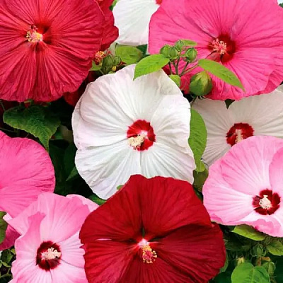 Растение Гибискус микс d15/h40