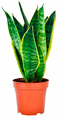 Рослина Сансевієрія Futura Superba 9x30 см