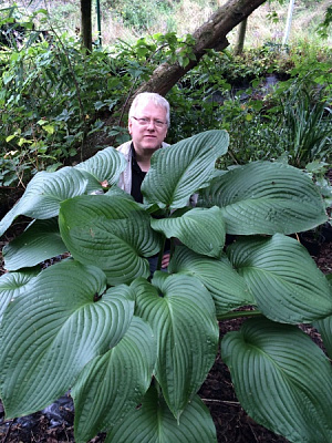 Кореневище хости Ті Рекс 1 шт.