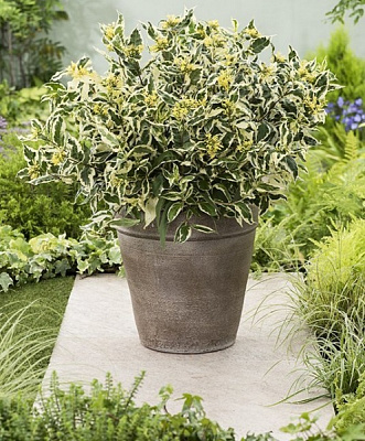 Растение Диервилла С4, С7,5