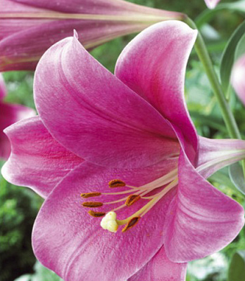 Луковица Яскрава Лилия L/O трубчастая Pink Heaven 1 шт. 