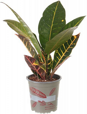 Растение Кротон Петра 13x35 см