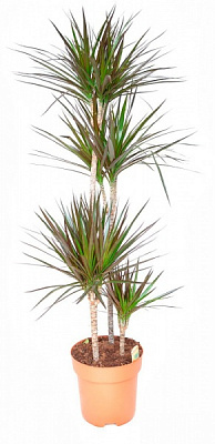 Рослина Драцена Маджента 4 стовбура 27х140 см