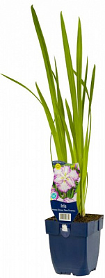 Рослина Ірис мечоподібний Dinner Plate Jell-O С3